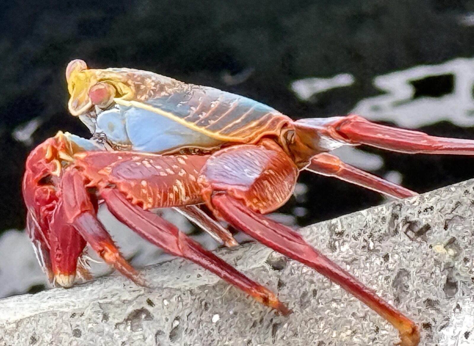 Galapagos Sally Lightfoot Crab